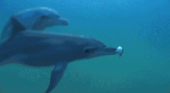 ff92e67cbd0374a5a639fcd7d93e330b_1625387927_0188.gif