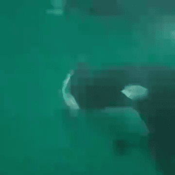 93547a2426c3f029e50bc3147873dd10_1630388643_8241.gif